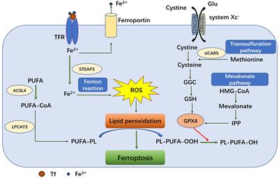 Crosstalk between microwave ablation and ferroptosis: The next hot topic?